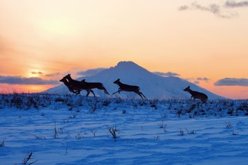利尻礼文サロベツ国立公園_夕暮れのサロベツ海岸を利尻山をバックに走るエゾシカ