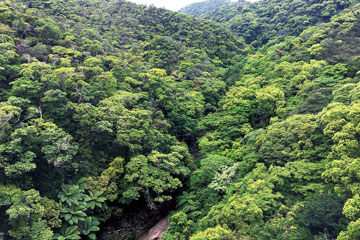 やんばる国立公園_悠久の流れ（国頭村）