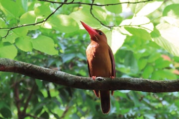 西表石垣国立公園_石垣島の林内に暮らすリュウキュウアカショウビン