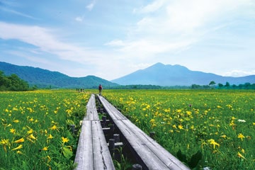 尾瀬国立公園_夏色に染まる湿原（尾瀬ヶ原・ヨッピ川南岸のニッコウキスゲ群落）