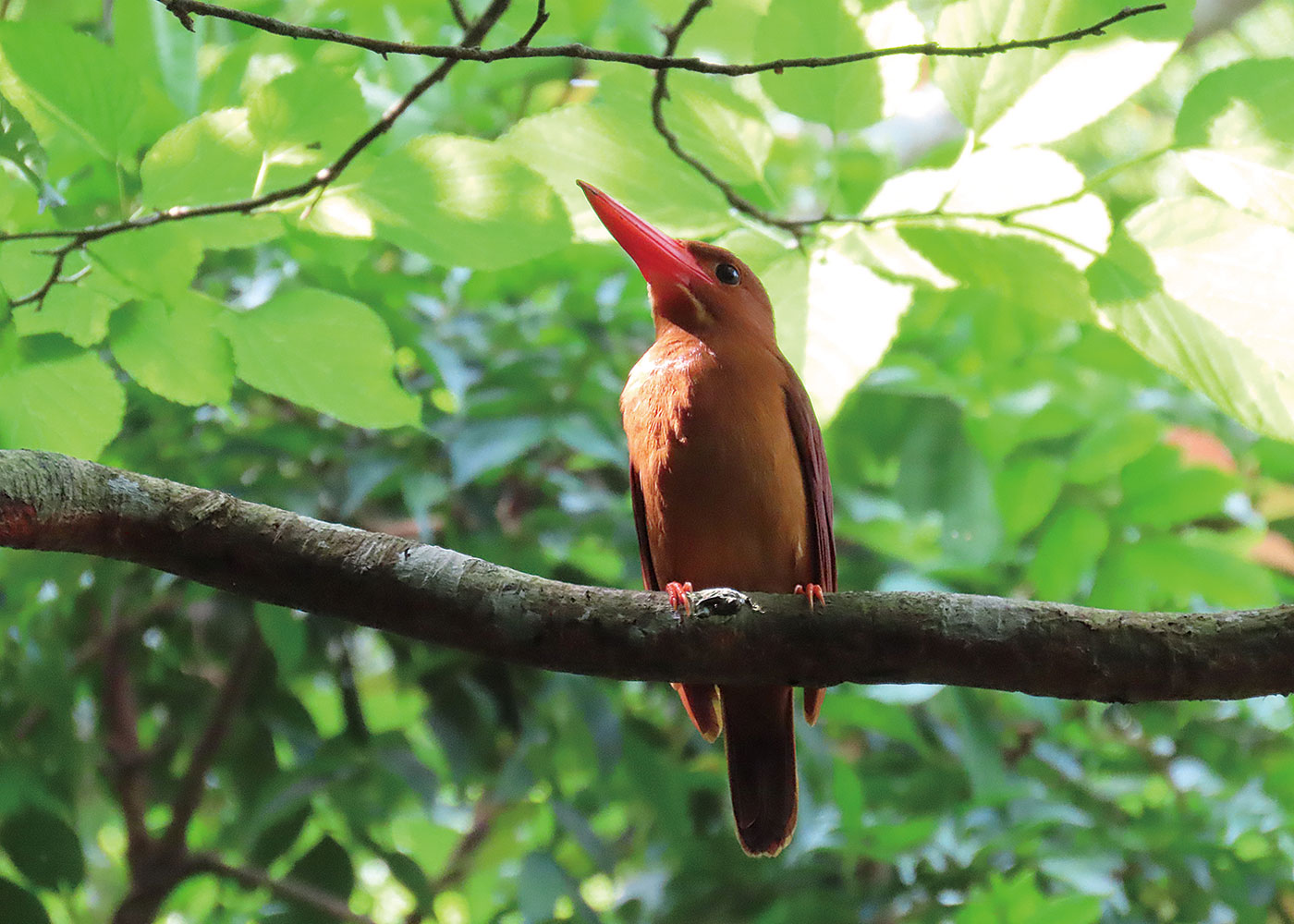 西表石垣国立公園_石垣島の林内に暮らすリュウキュウアカショウビン