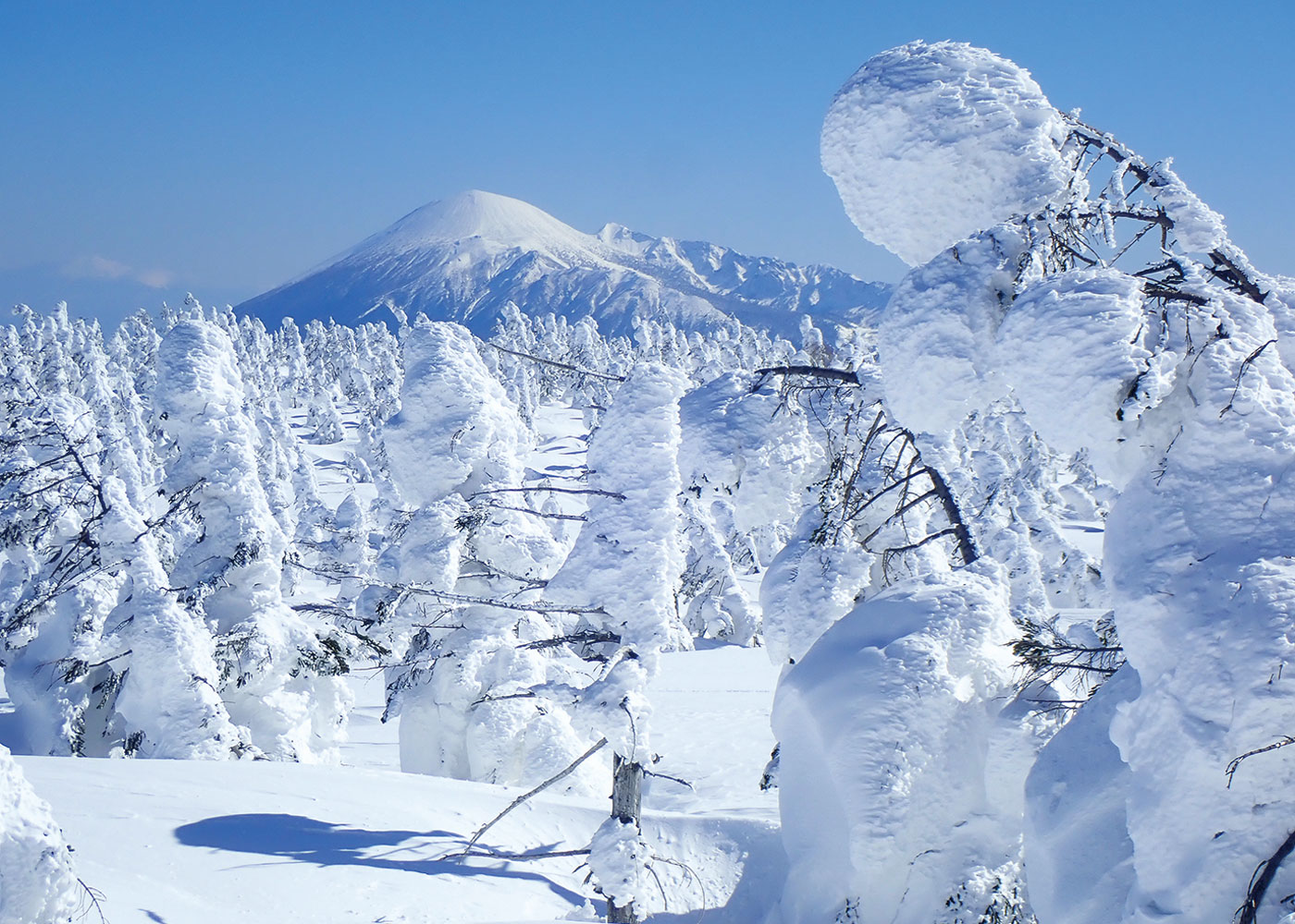 十和田八幡平国立公園_八幡平の樹氷越しの岩手山
